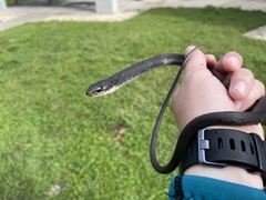 Coluber constrictor
