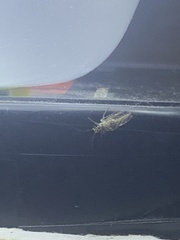 Teliapsocus conterminus