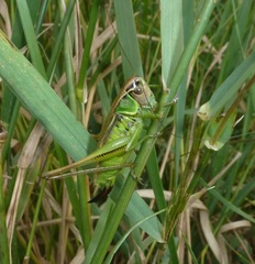 Roeseliana roeselii