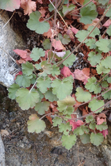 Heuchera caespitosa
