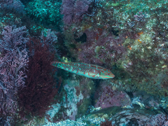 Halichoeres margaritaceus