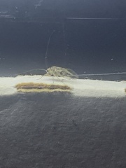 Teliapsocus conterminus