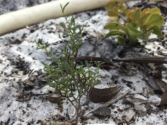 Polygonum dentoceras