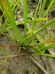 Sparganium americanum