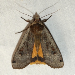 Noctua pronuba