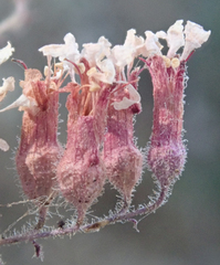 Heuchera caespitosa