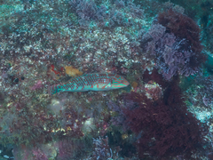 Halichoeres margaritaceus