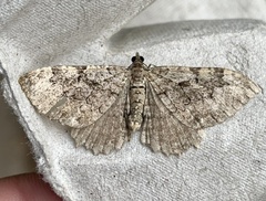 Rheumaptera meadii