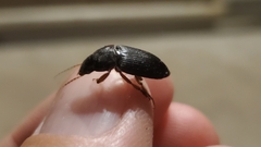 Pseudoophonus