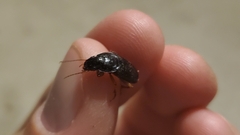 Pseudoophonus
