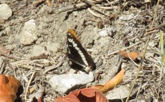 Limenitis lorquini