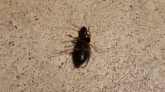 Pseudoophonus
