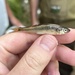 Common Shiner × Creek Chub - Photo (c) Edward Hicks, some rights reserved (CC BY-ND), uploaded by Edward Hicks