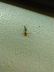 Agapostemon melliventris