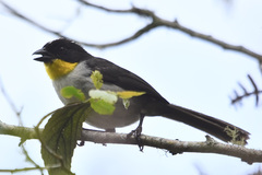 Atlapetes albinucha