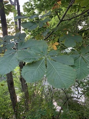 Aesculus hippocastanum