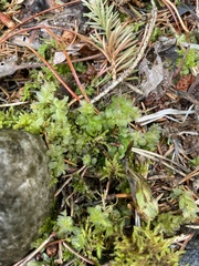 Mniaceae