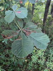 Aesculus hippocastanum