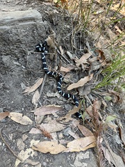 Lampropeltis californiae
