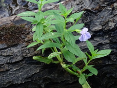 Mimulus ringens