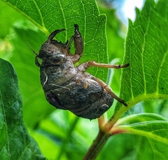 Neotibicen canicularis