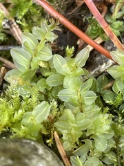 Mniaceae