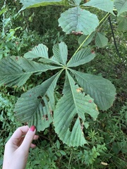 Aesculus hippocastanum