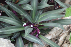 Tradescantia spathacea