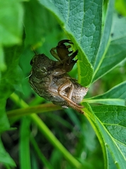 Neotibicen canicularis