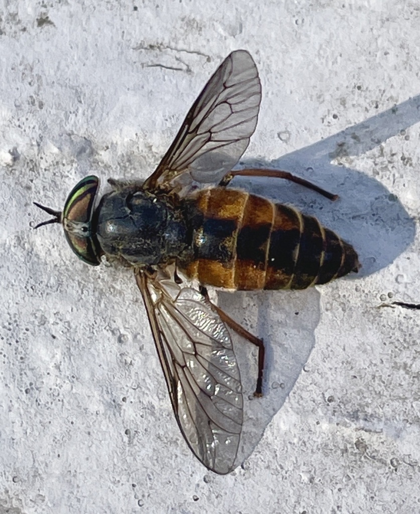 Hybomitra rupestris