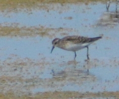 Calidris
