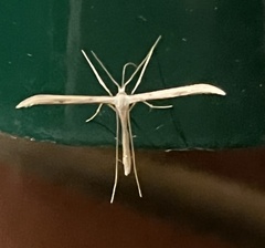 Hellinsia homodactylus