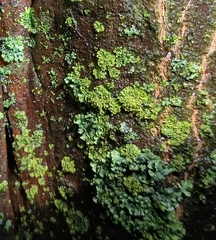 Phaeophyscia pusilloides