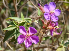 Melastomeae