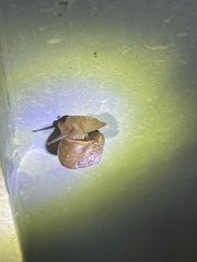 Bradybaena similaris