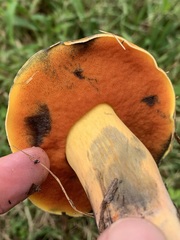 Boletus subvelutipes