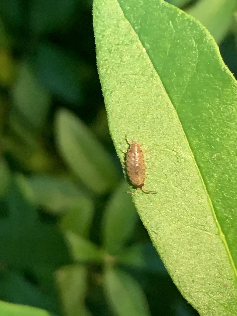 Common Striped Woodlouse from Oak St, Friendsville, MD, US on August 22 ...