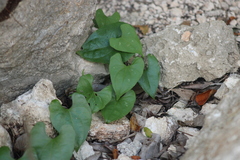 Plantae