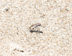 Cicindela repanda