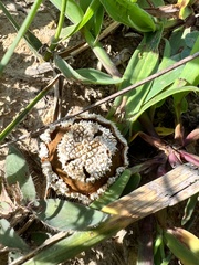 Lycoperdon marginatum
