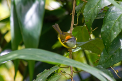 Phyllergates cucullatus