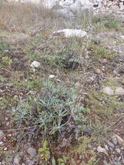 Artemisia lagocephala