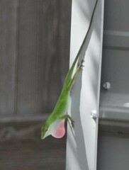 Anolis carolinensis