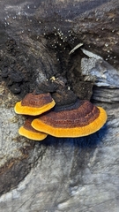 Gloeophyllum sepiarium