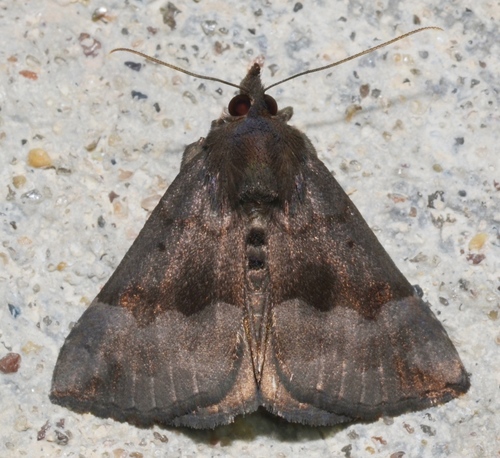 Gray-edged Snout photo 4