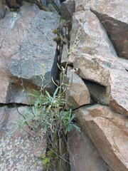 Artemisia lagocephala