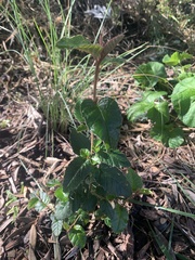 Pomaderris paniculosa