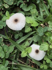 Leucocoprinus