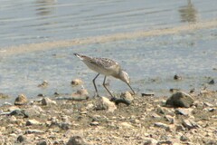 Calidris himantopus