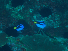 Paracanthurus hepatus